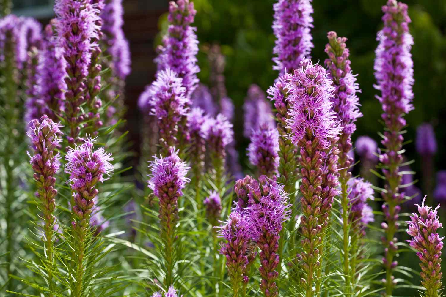 Blazing Star (Liatris spicata)