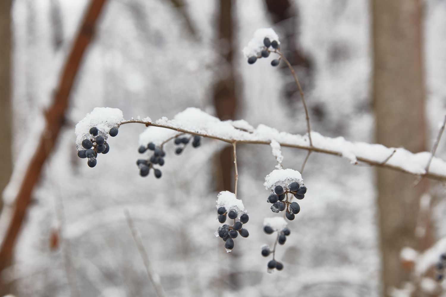 eine Pflanze mit dunklen Beeren, die mit Schnee bedeckt sind