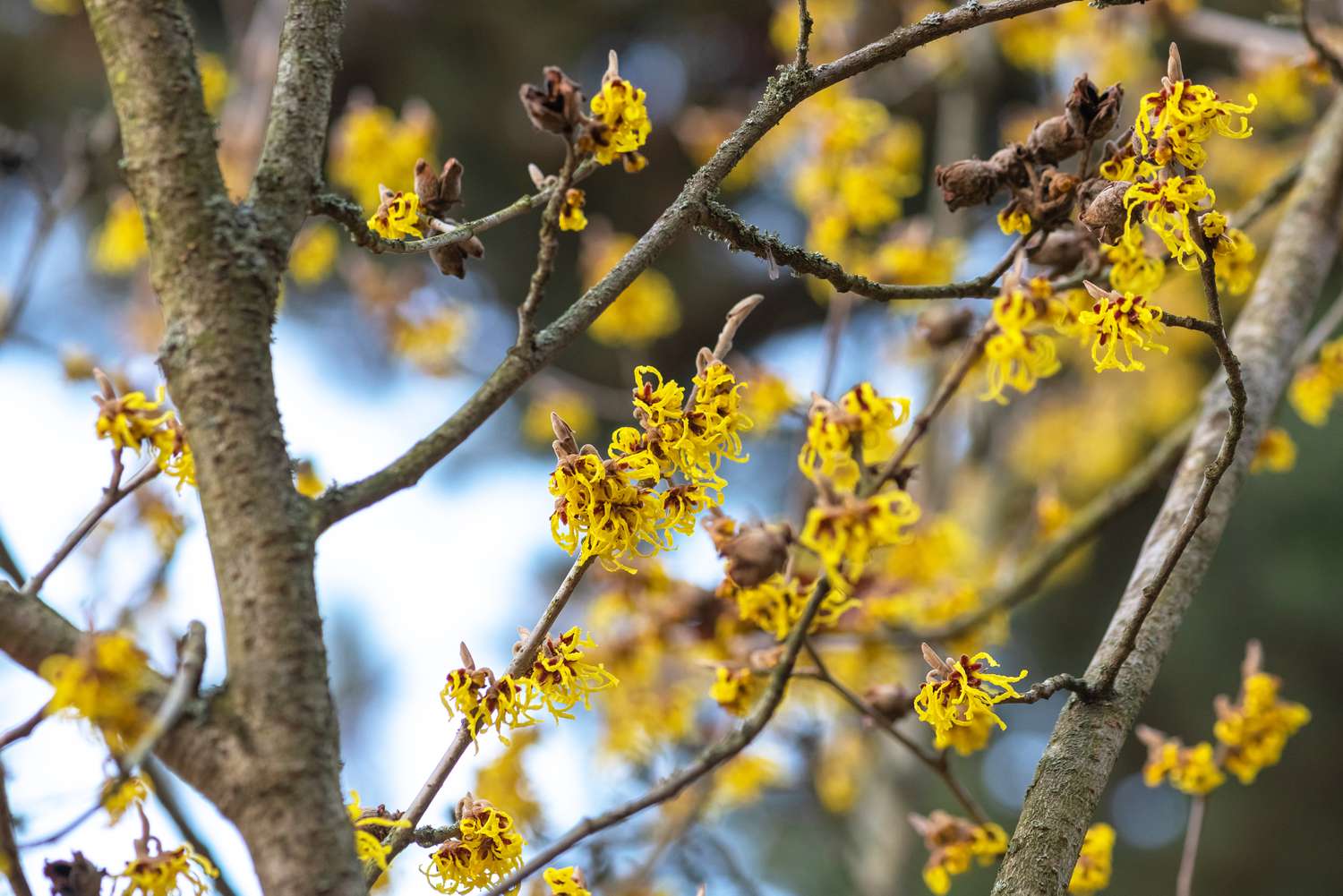 Zaubernussstrauch mit spinnenartigen gelben Blüten an den Zweigen