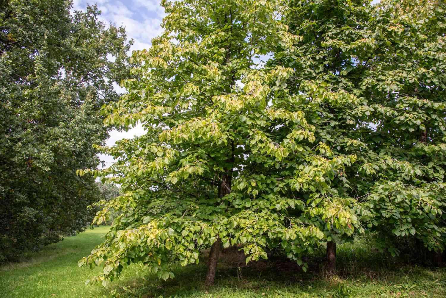 Gewöhnlicher Haselnussbaum mit hellgrünen Blättern inmitten eines Waldstücks