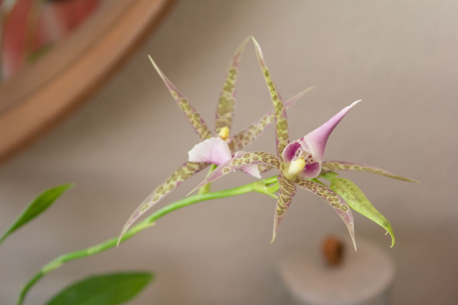 Brassia-Orchideenstamm mit gefleckten, spinnenartigen Blütenblättern