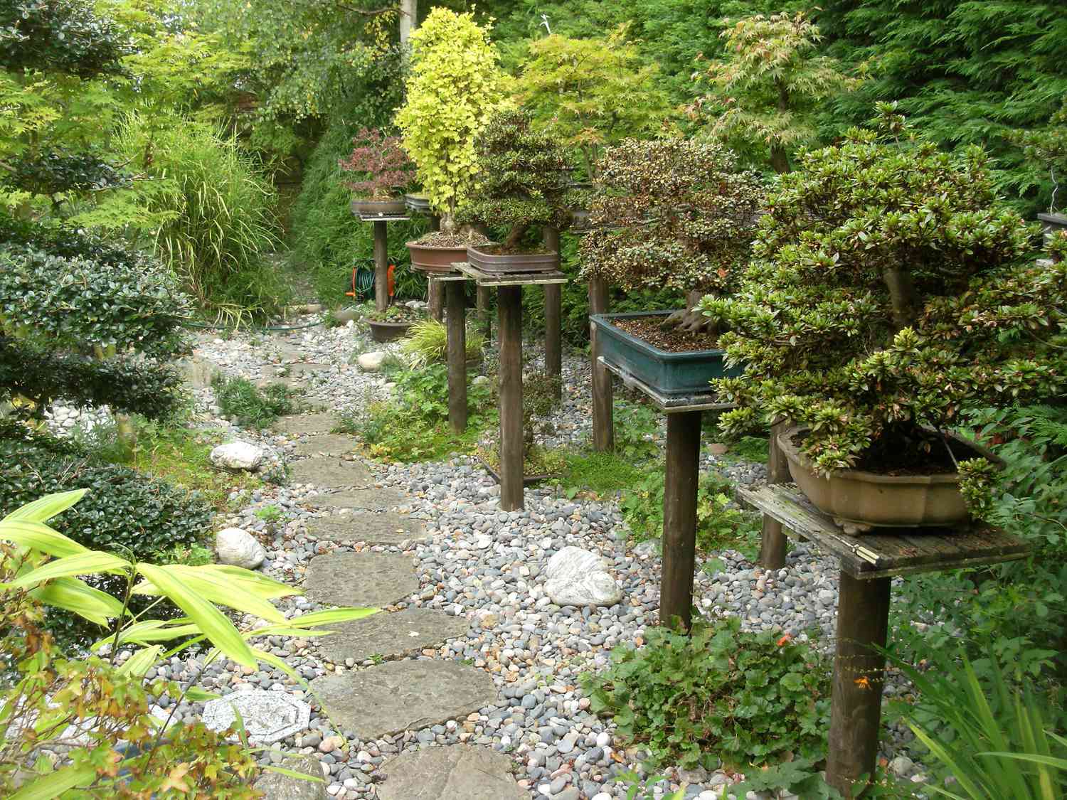 Árvores Bonsai