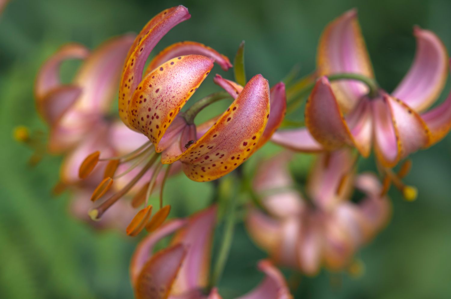 Turk's cap lily flowers with orange and pink petals with dark spots