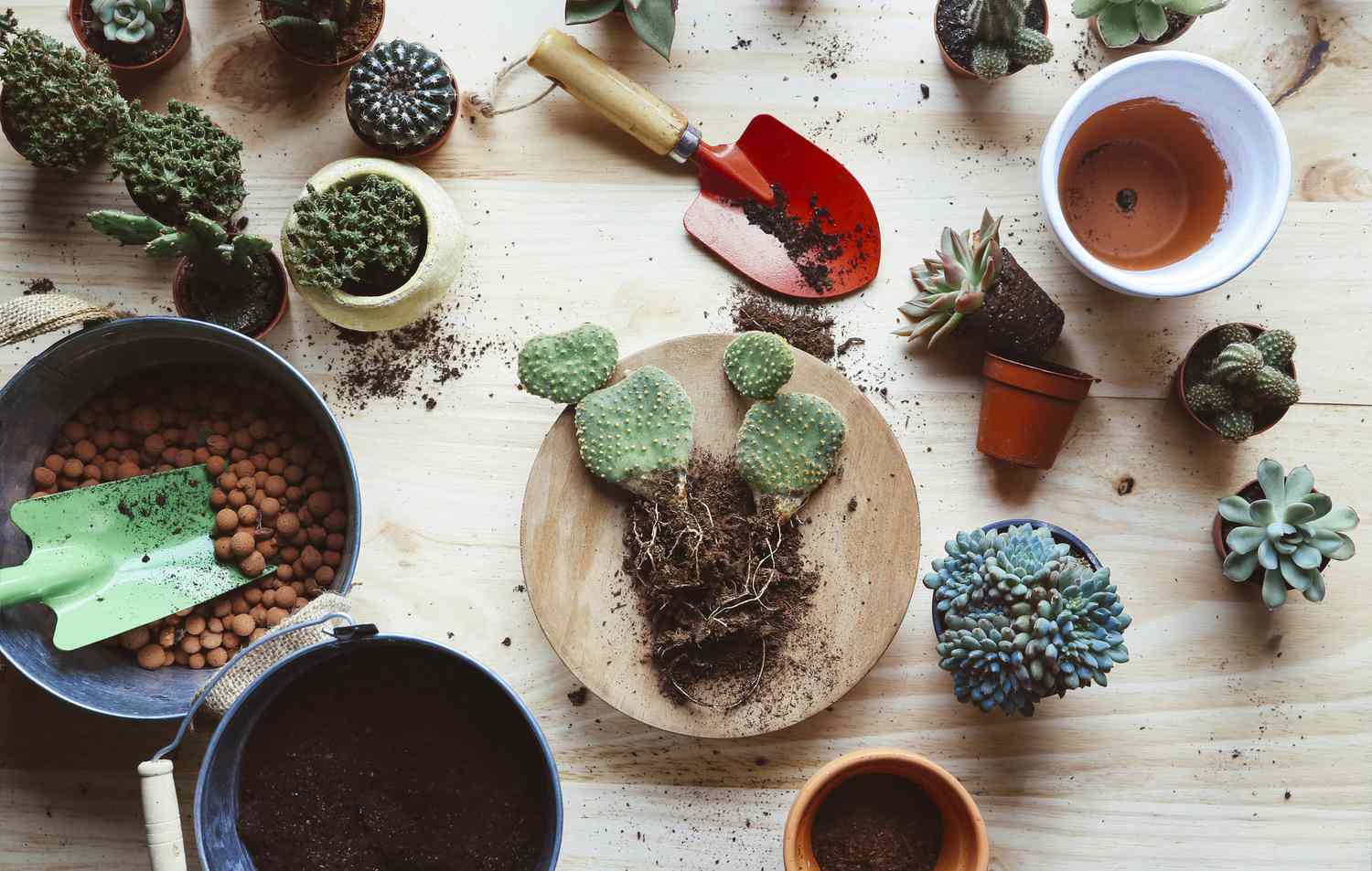 Umtopfen eines Hasenohr-Kaktus (Opuntia microdasys) auf einem hölzernen Hintergrund.