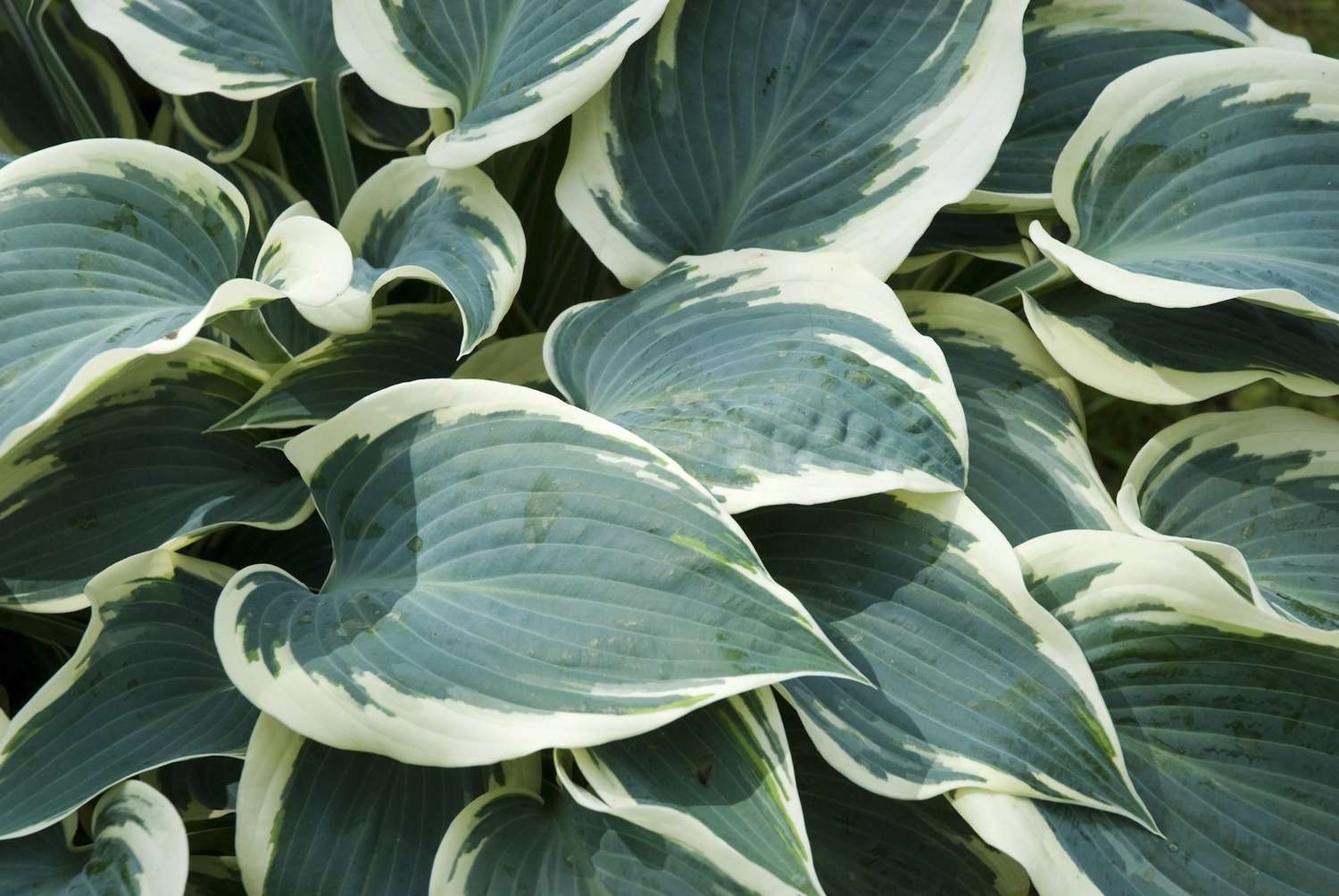 Wegerich Lilie (Hosta) El Nino