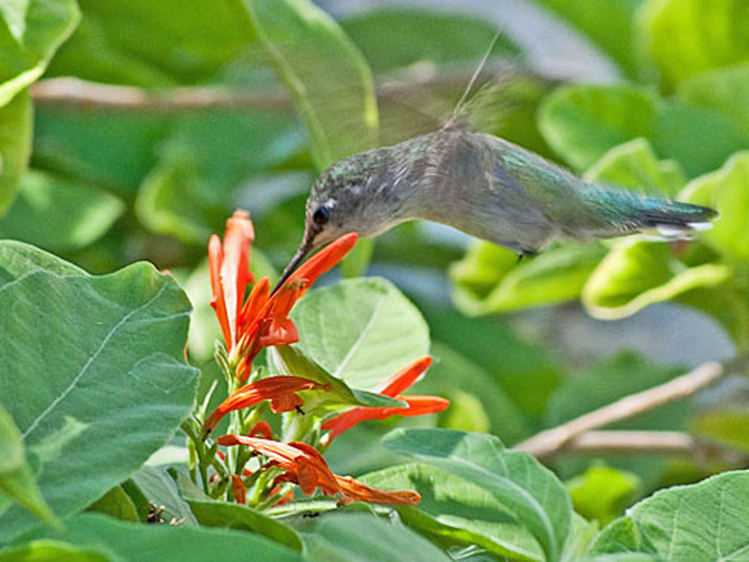 Ein Kolibri, der an einer Blüte nascht