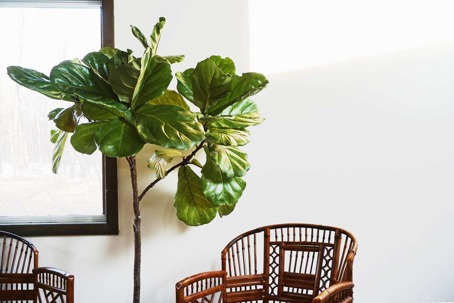 fiddle leaf fig em um apartamento