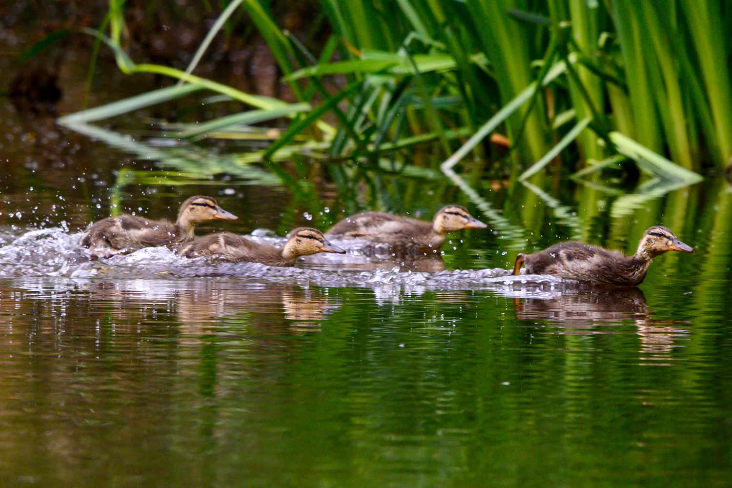 ducklings splashing through the water