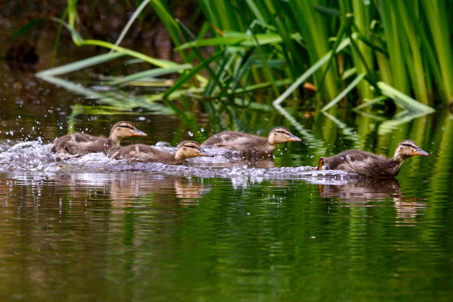 Entenküken plätschern durchs Wasser