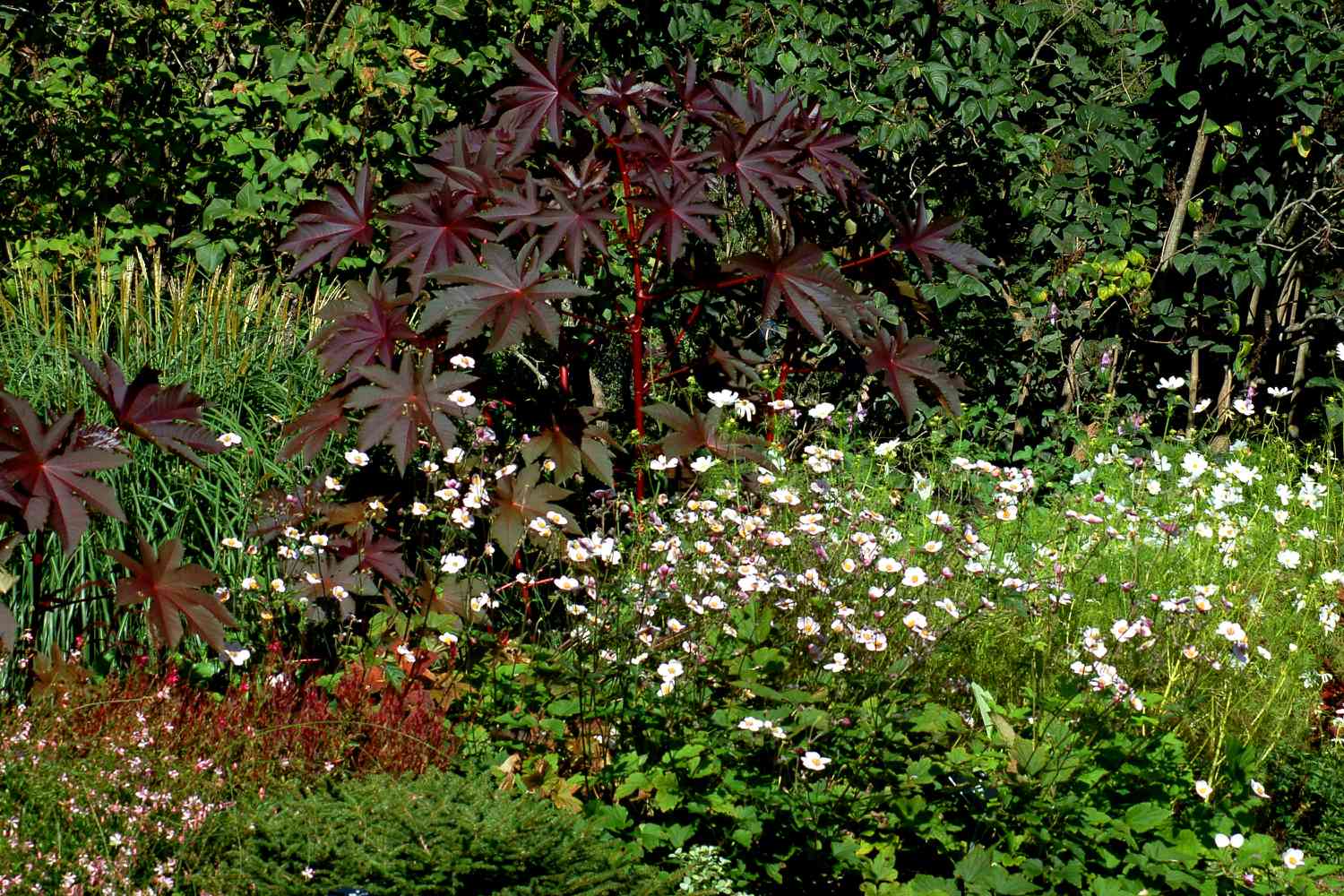 Blumenbeet mit Rizinuspflanze (Bild). Letztere bietet Laubwert.