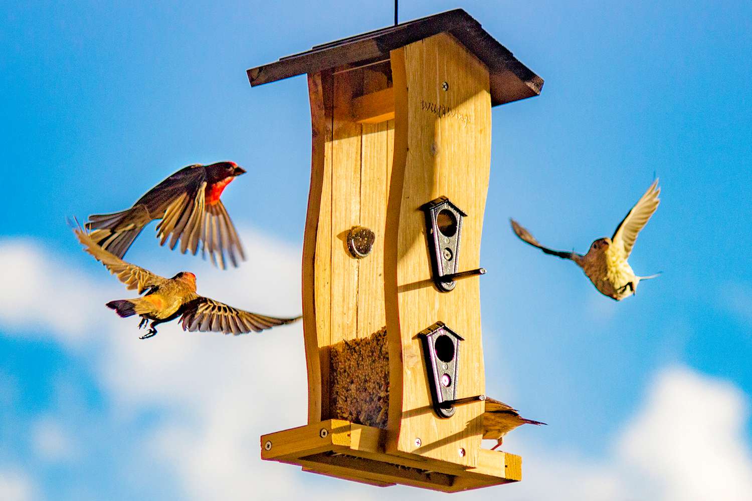 Hausfinken an einer Vogelfutterstelle