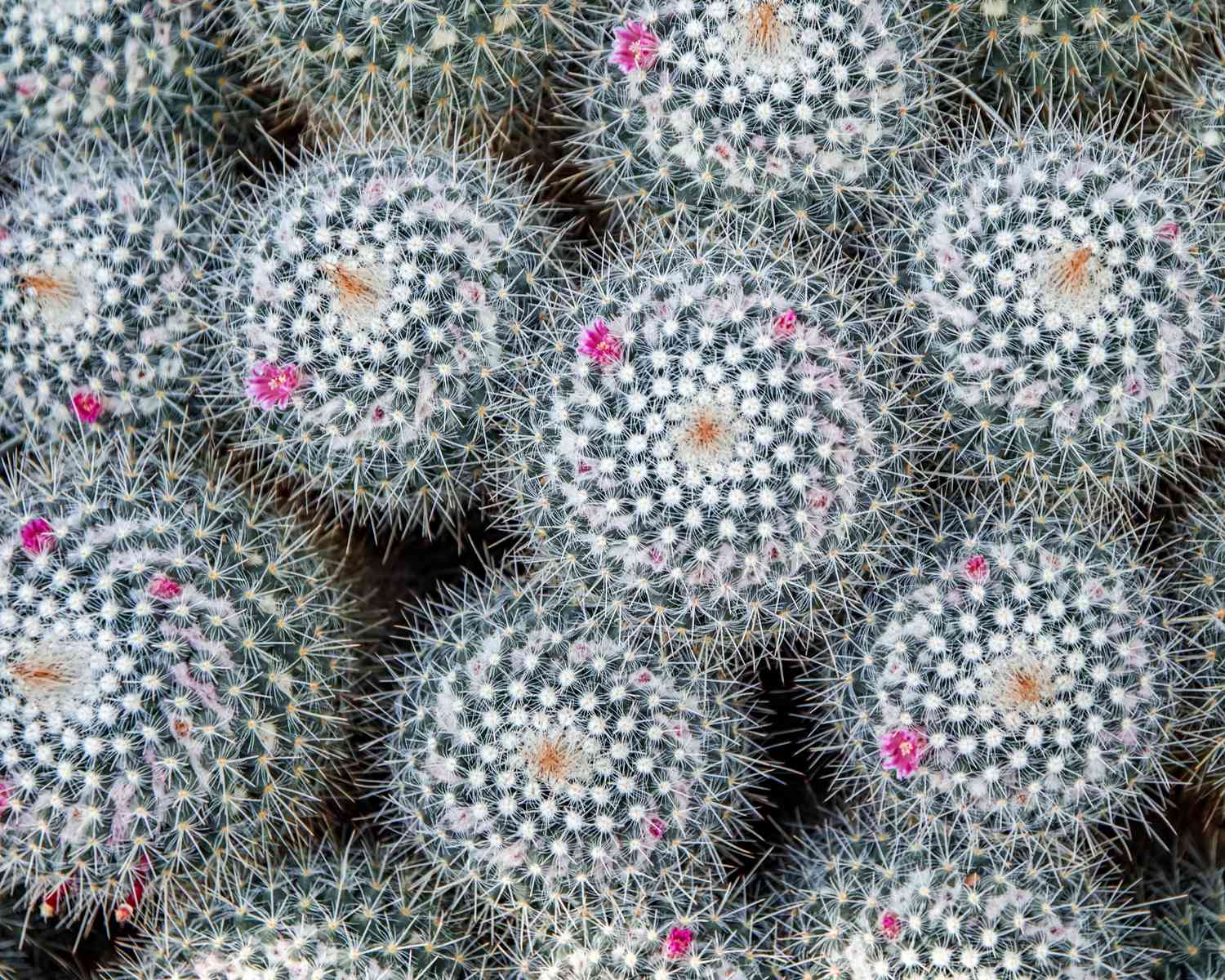 powder puff cacti with pink blooms