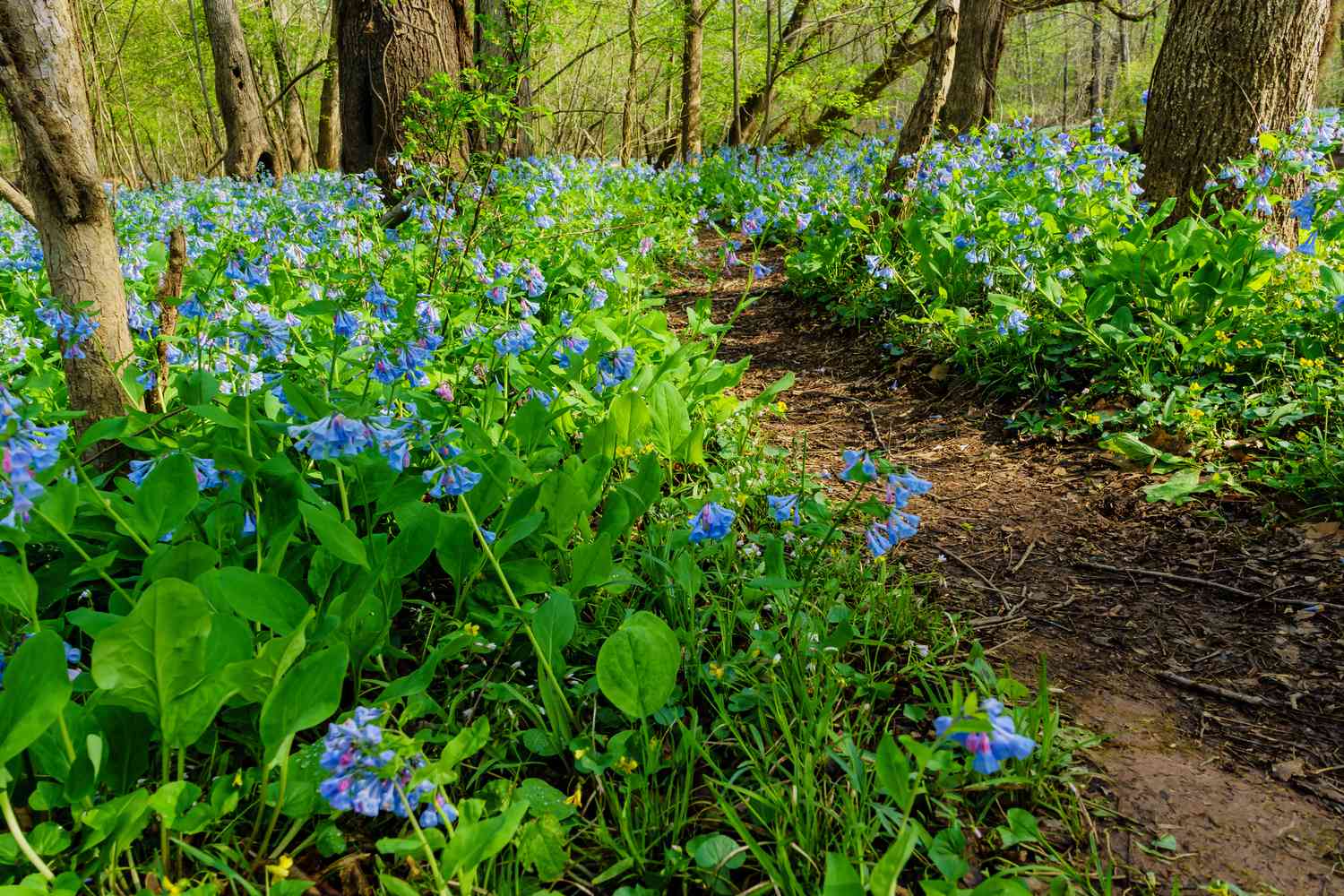 Massenhaft blühende Virginia Bluebells im Wald.