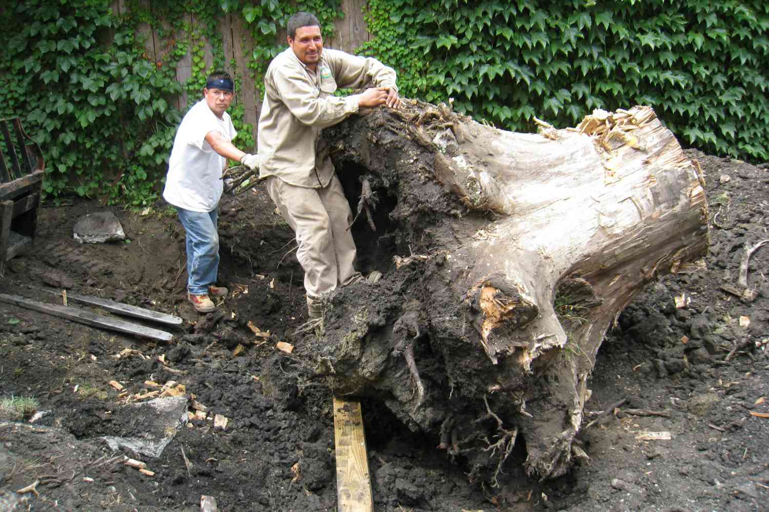 Ausgraben eines Baumstumpfes