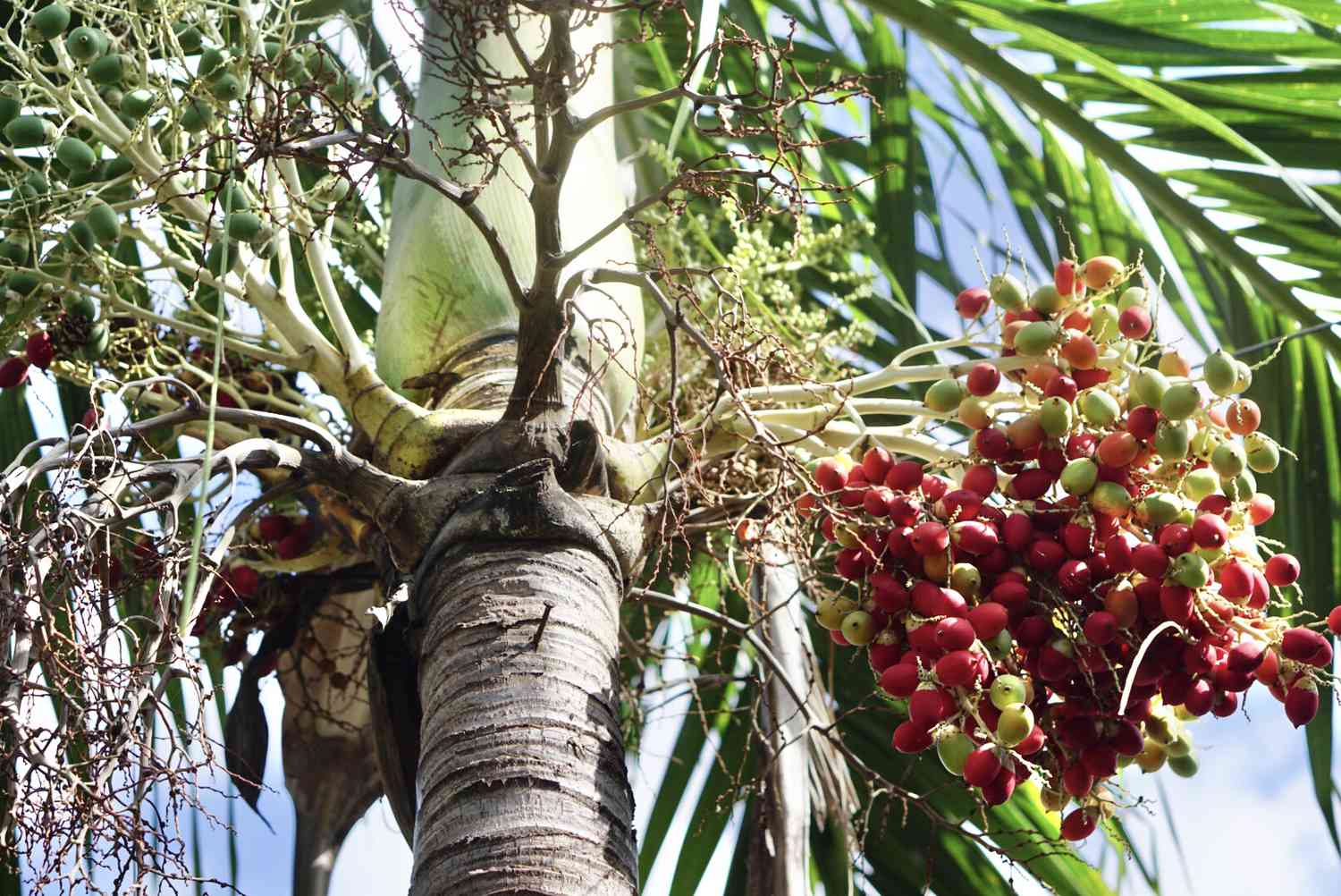 Christmas palm tree with red and green fruit under green crownshaft