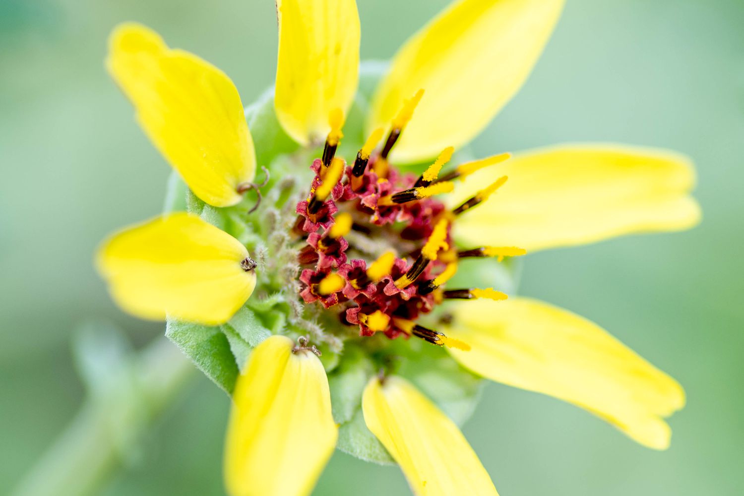 Chocolate daisy with radiating yellow petals and tiny burgundy pollen filaments in center closeup