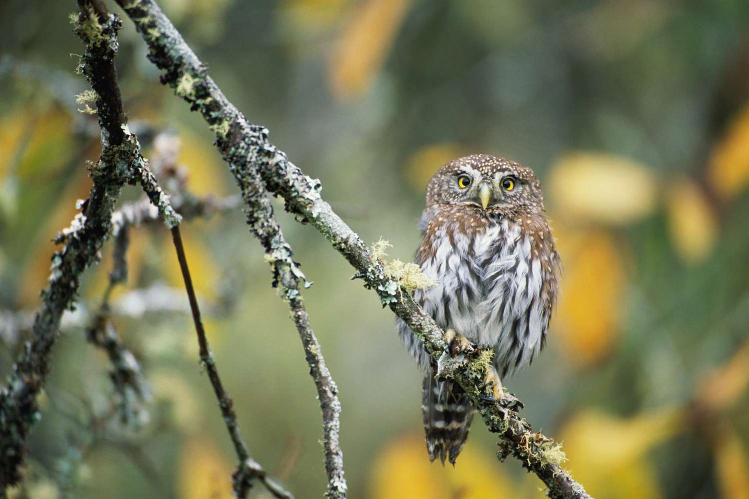 Nördlicher Sperlingskauz (Glaucidium gnoma) auf Ast, Washington