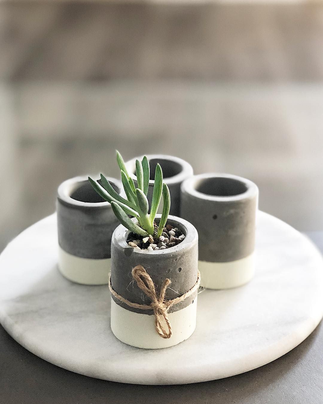 Cuatro jardineras de hormigón con una planta creciendo fuera de una.