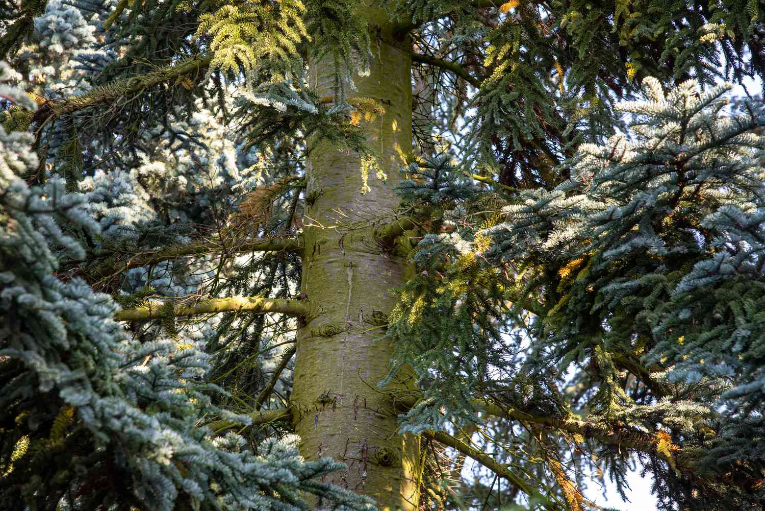 Noble fir trunk with silvery-green bark surrounded by needled branches