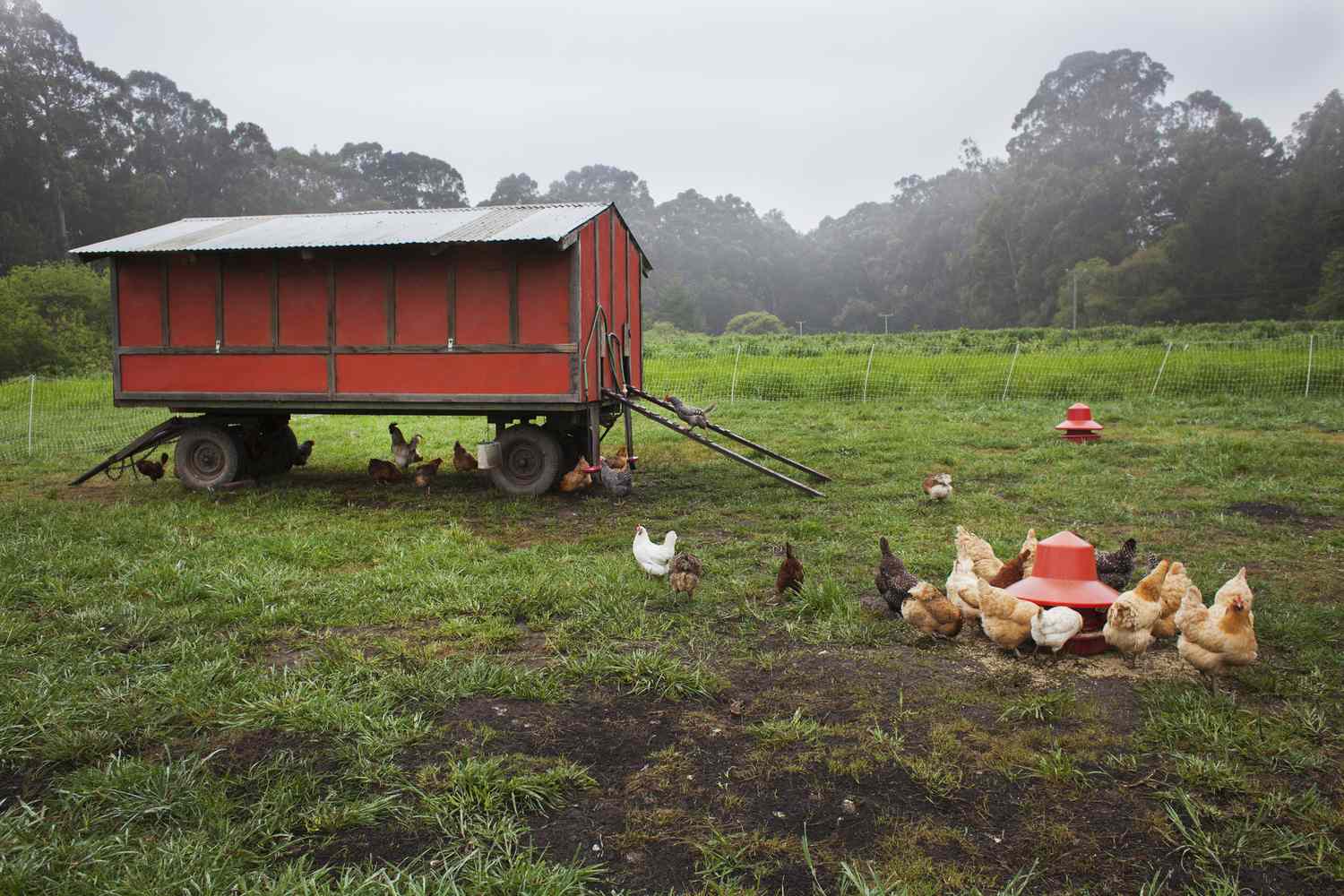 Freilandhühner bei der Fütterung außerhalb eines mobilen Stalles