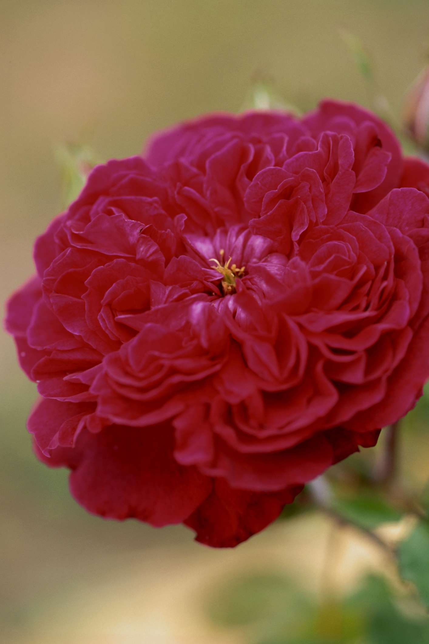 'William Shakespeare' rosa inglesa con pétalos rojos