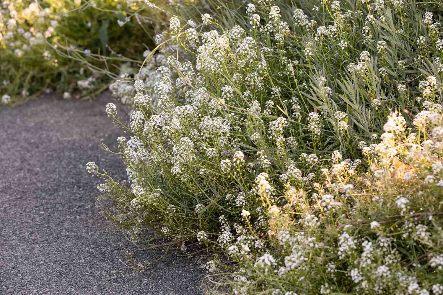 Süßer Alantstrauch mit weißen Blüten neben grauem Schotterweg
