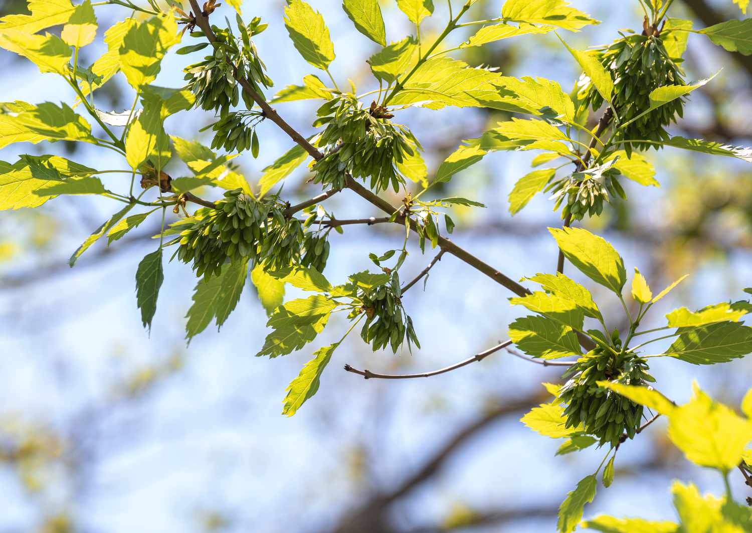 Zweig der Europäischen Esche mit gelb-grünen Blättern und neuen Blattbüscheln