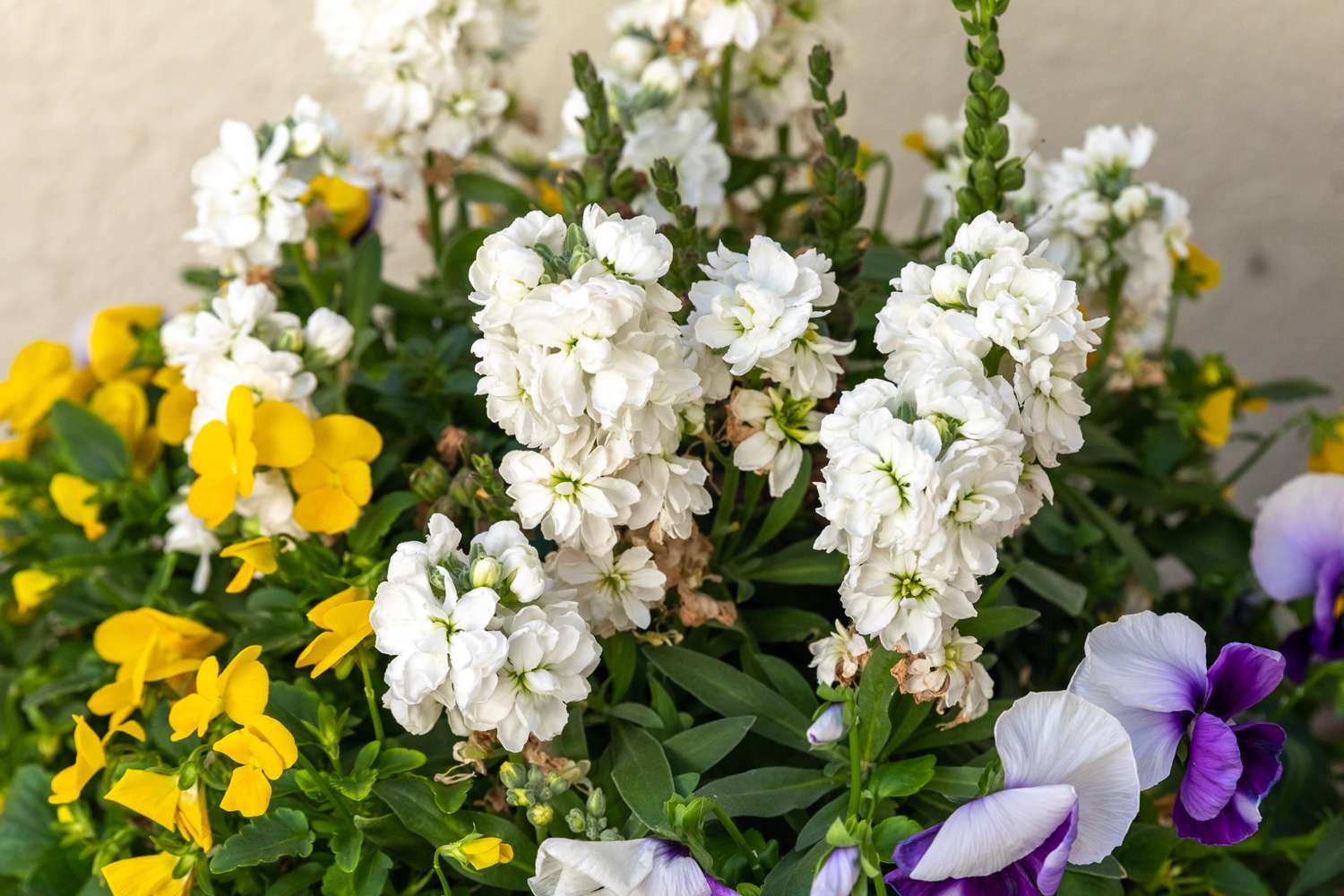 Flores de caldo con pétalos blancos, amarillos y morados