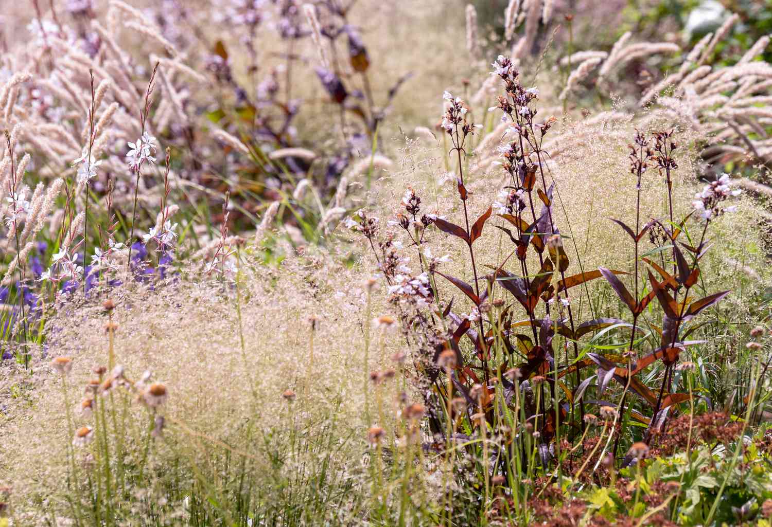 Penstemon digitalis 'Husker Red' kastanienbraun-violette Pflanzen in einem Feld