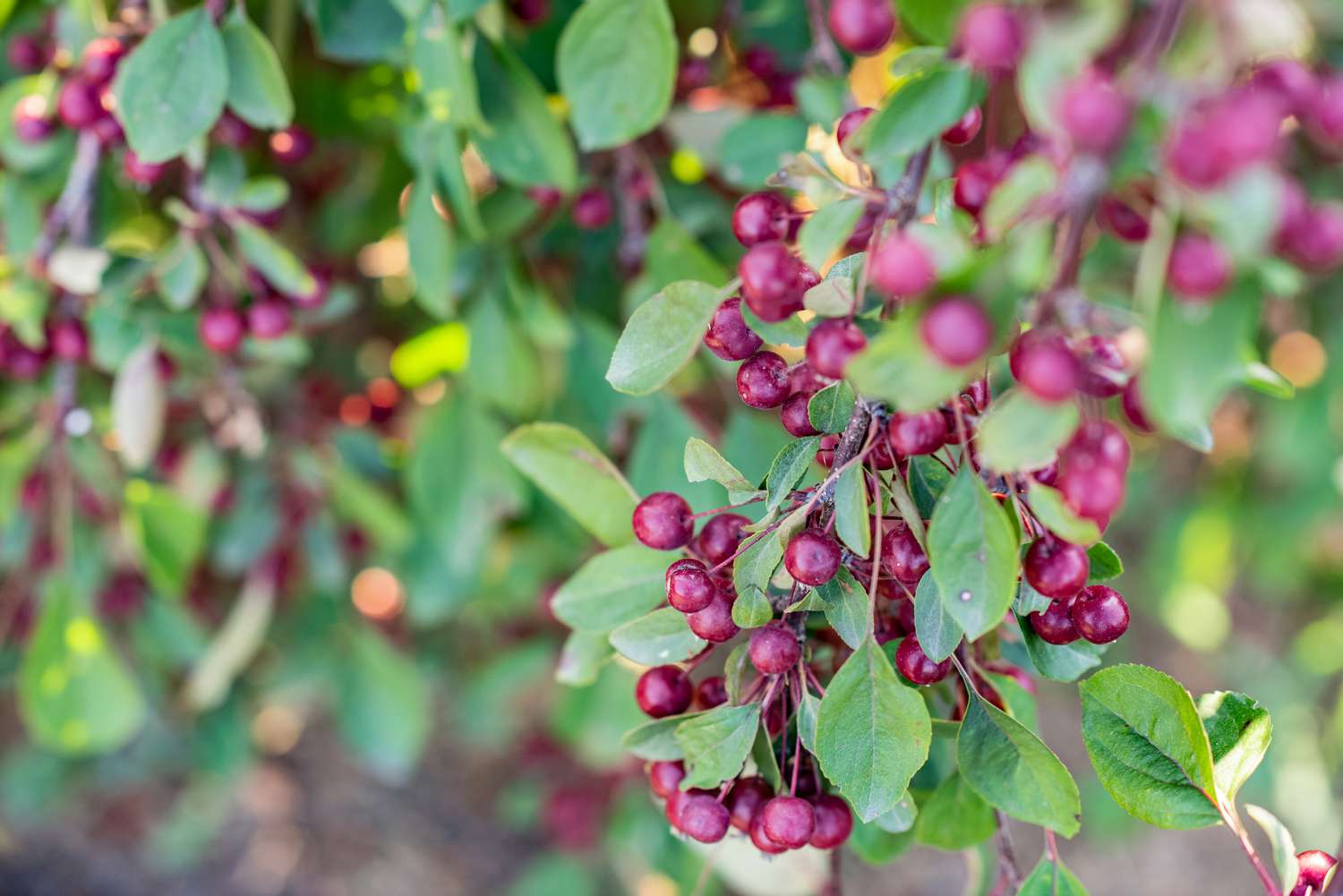 Roter Aronia-Strauchzweig mit tiefroten Beeren, an denen längliche Blätter hängen, Nahaufnahme 