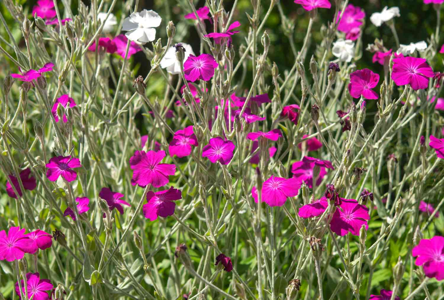 Planta phlox de jardín con flores rosas y blancas en el jardín