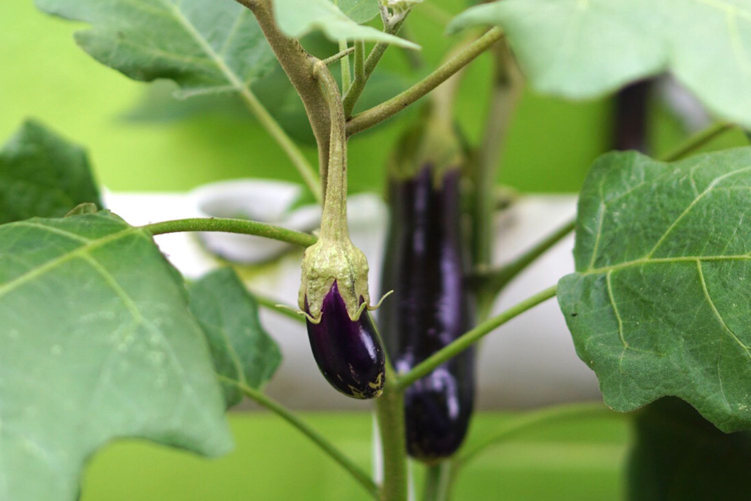 Vegetais de berinjela pendurados em hastes de árvores em close-up