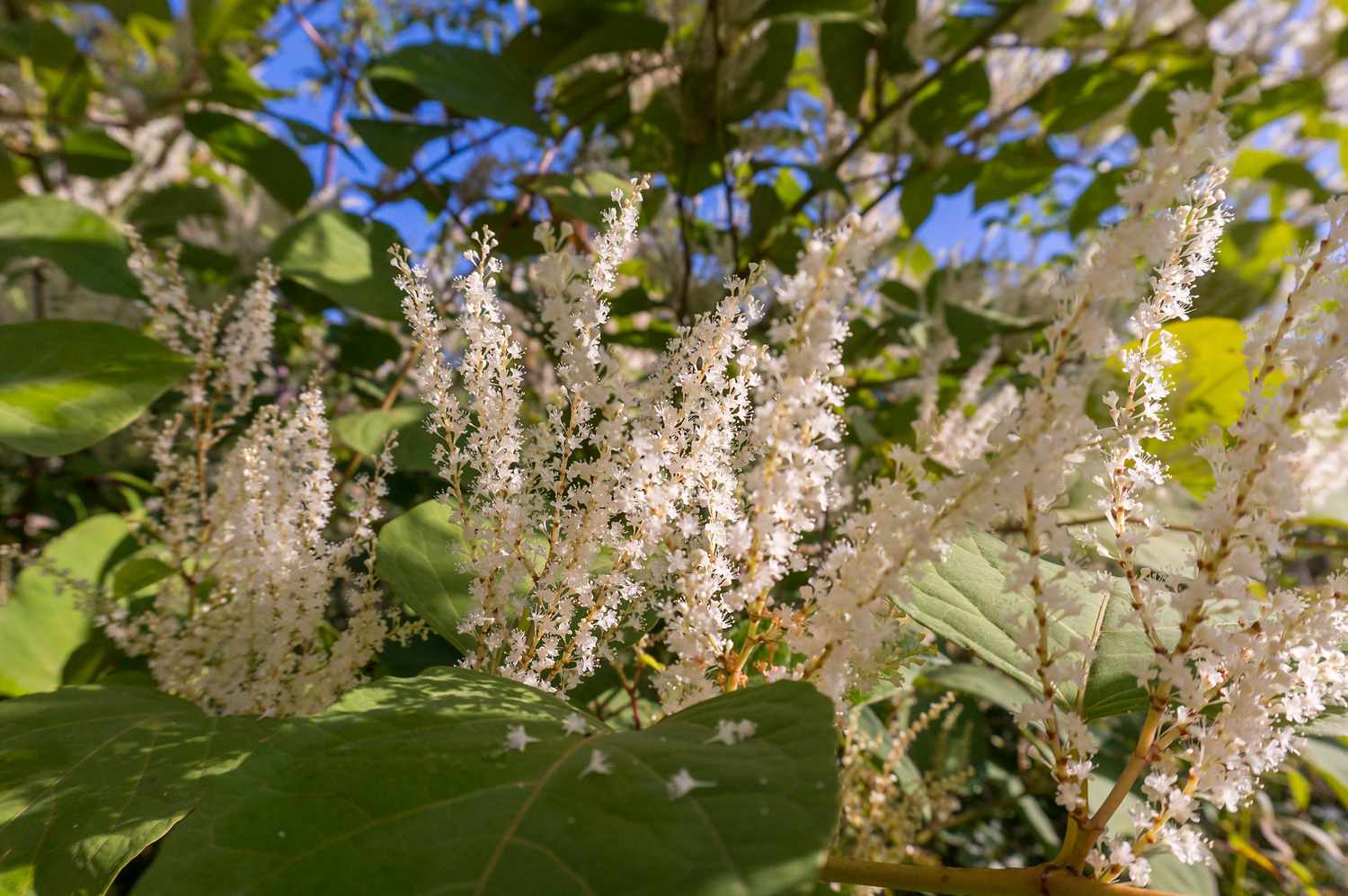 Arbusto de Itea virginica no outono, um arbusto ornamental com flores brancas