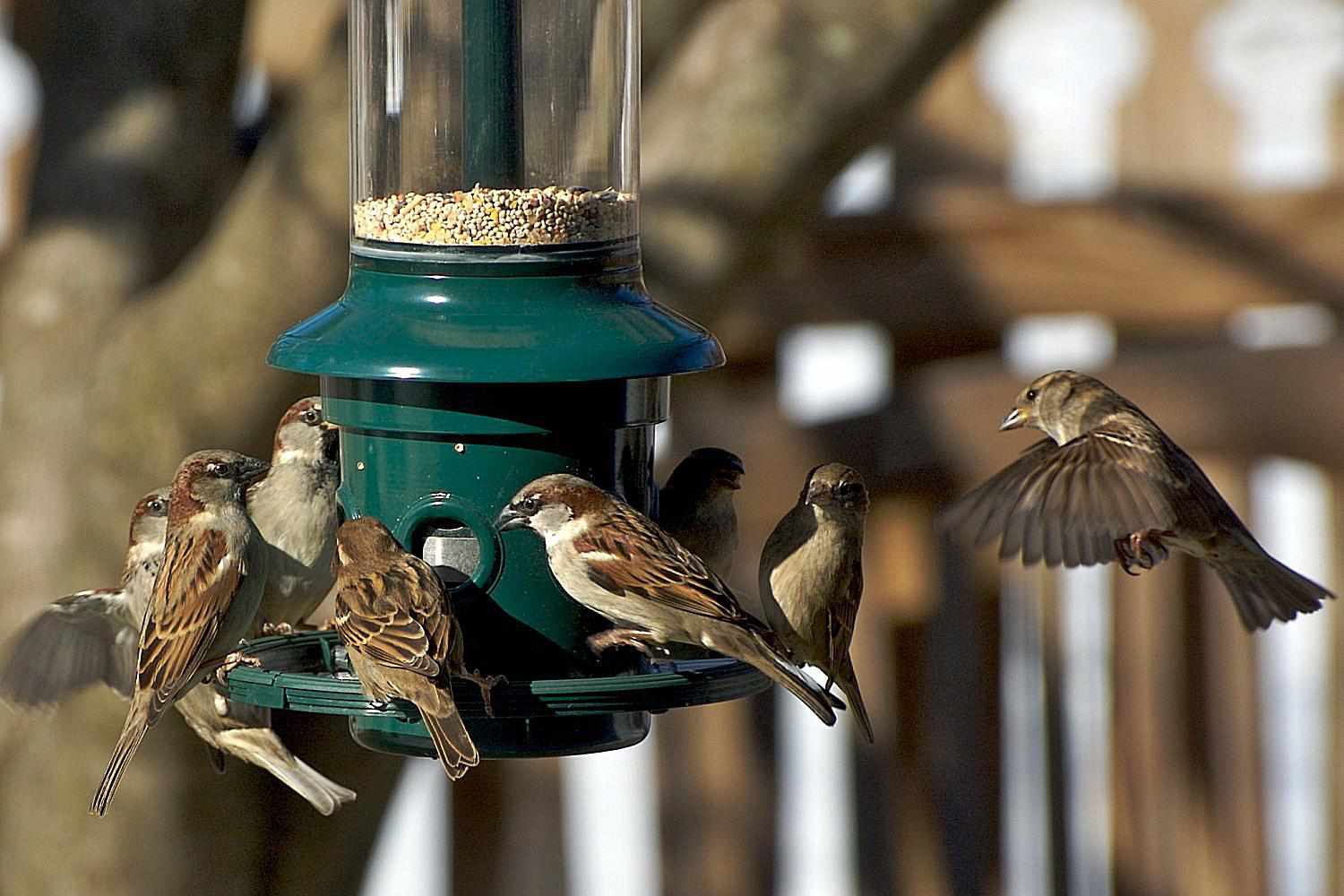 Haussperlinge an einer Vogelfutterstelle