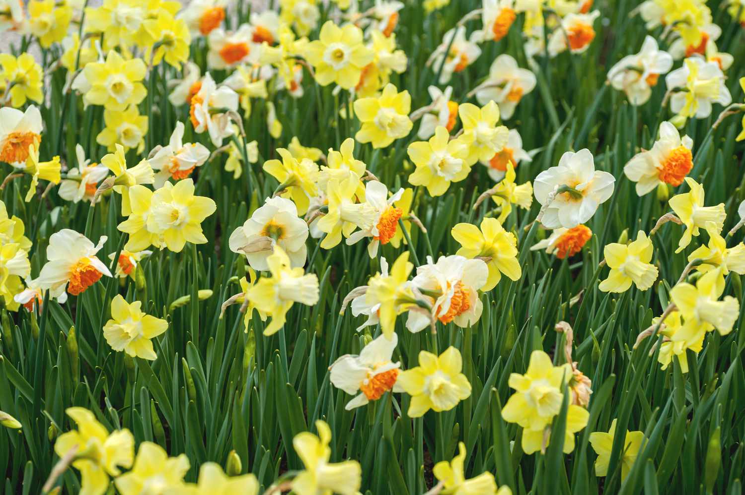 Jonquil-Blüten mit gelben und weißen narzissenähnlichen Blüten an hohen Schilfrohrstängeln