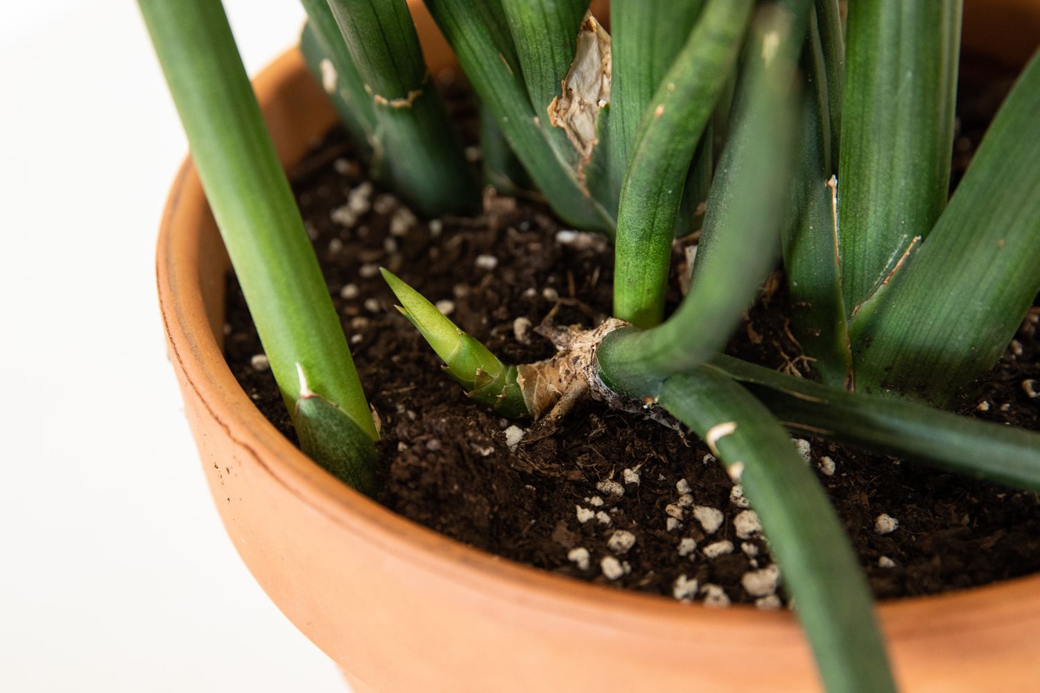 Nahaufnahme von sansevieria cylindrica