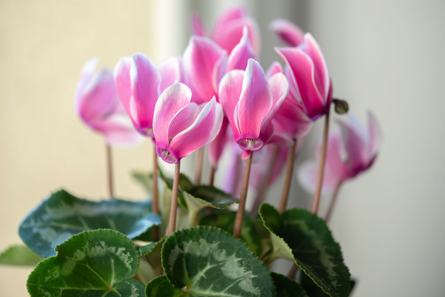 Mini-Zyklamenpflanze mit rosa und weißen Blüten über bunten Blättern