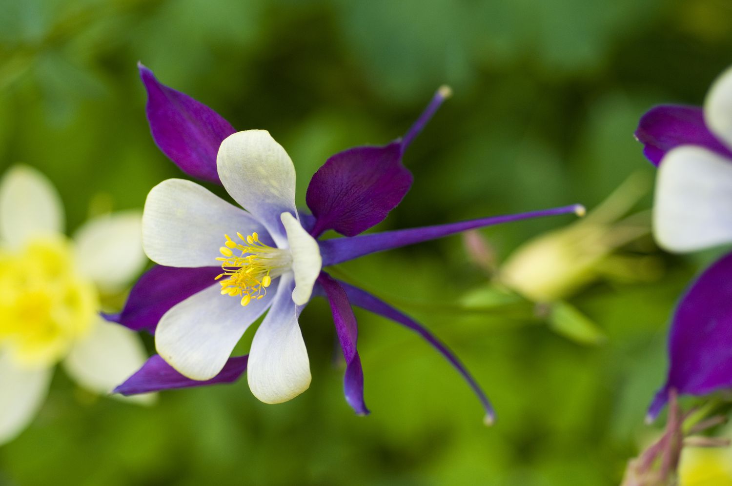 Flores de columbina con pétalos exteriores morados, interiores blancos.