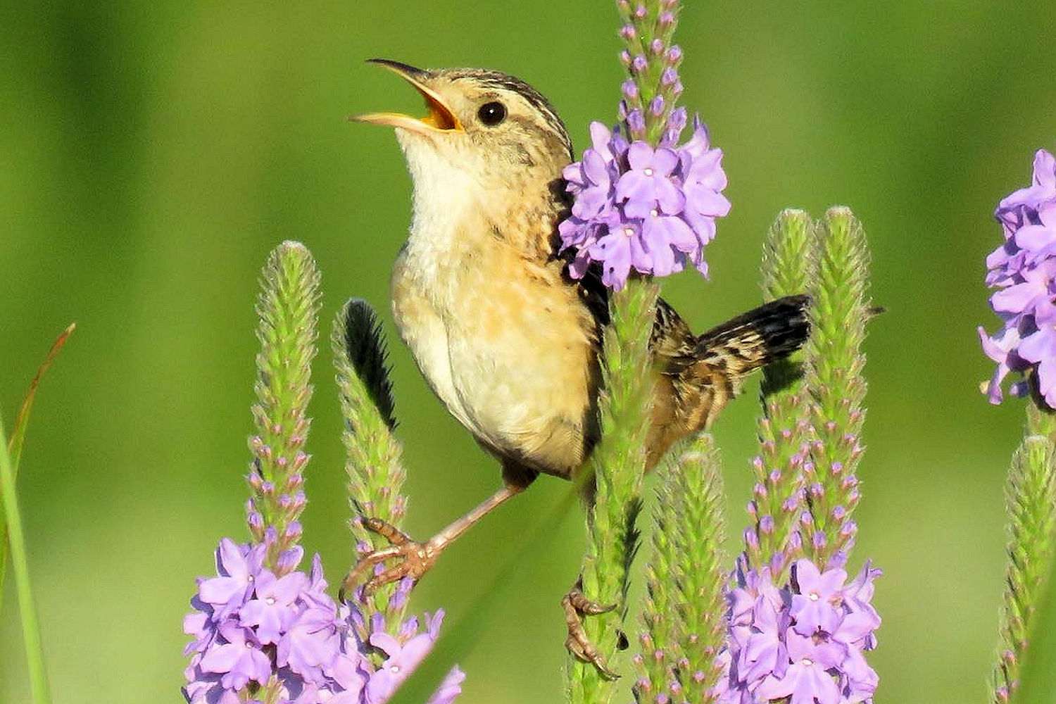 Sedge Wren