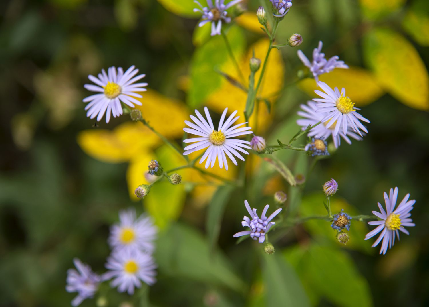 Glatte blaue Asterblüte Nahaufnahme