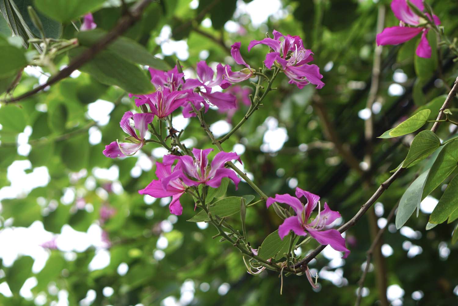 Hongkong-Orchideenbaum mit langem Stamm und rosa und weißen Blüten