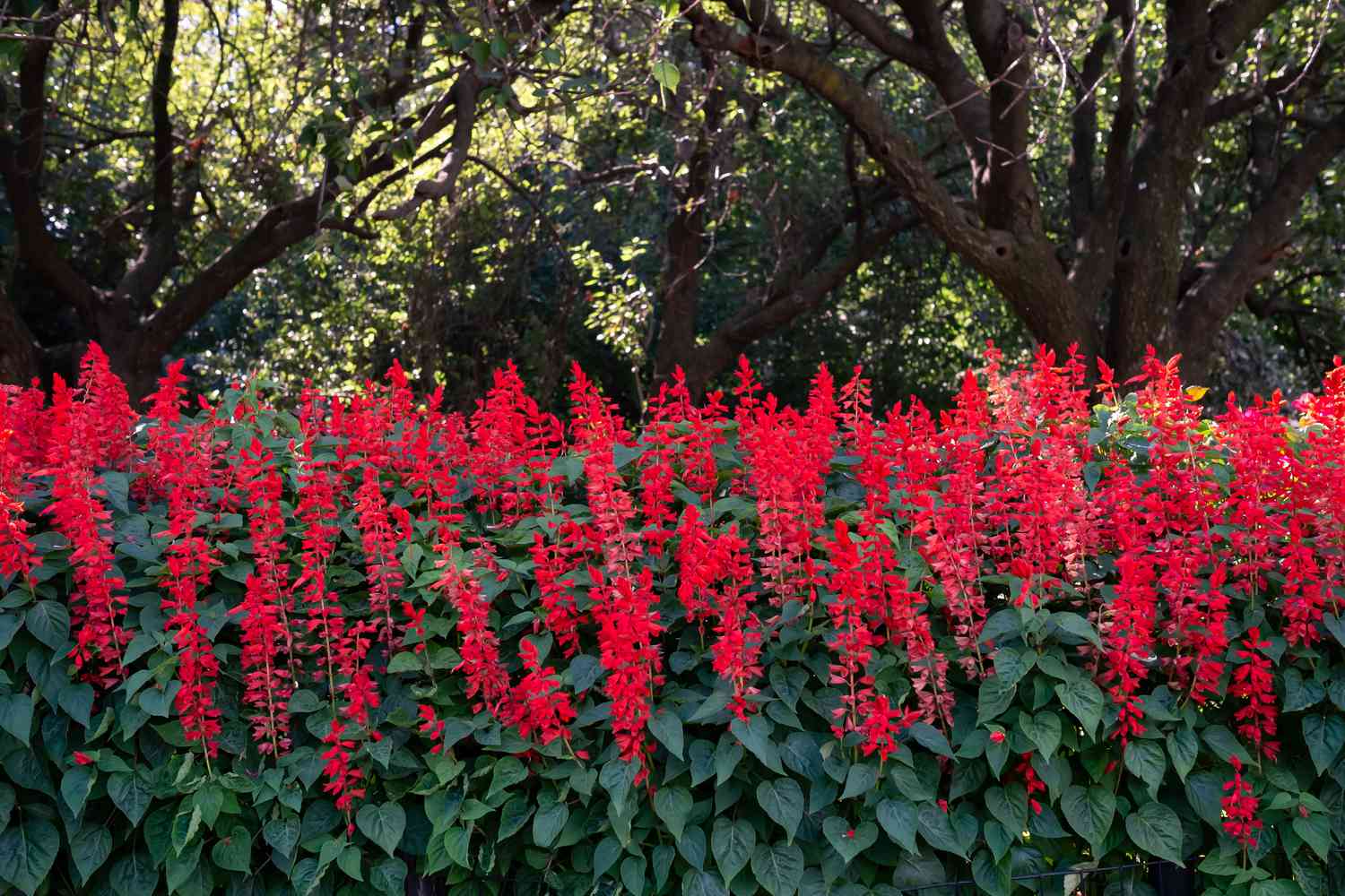 roter Salbei in einer Landschaft