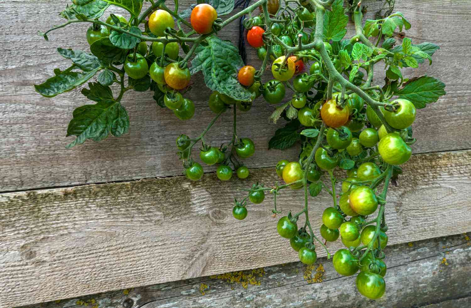 Tomates sur la vigne à l'envers