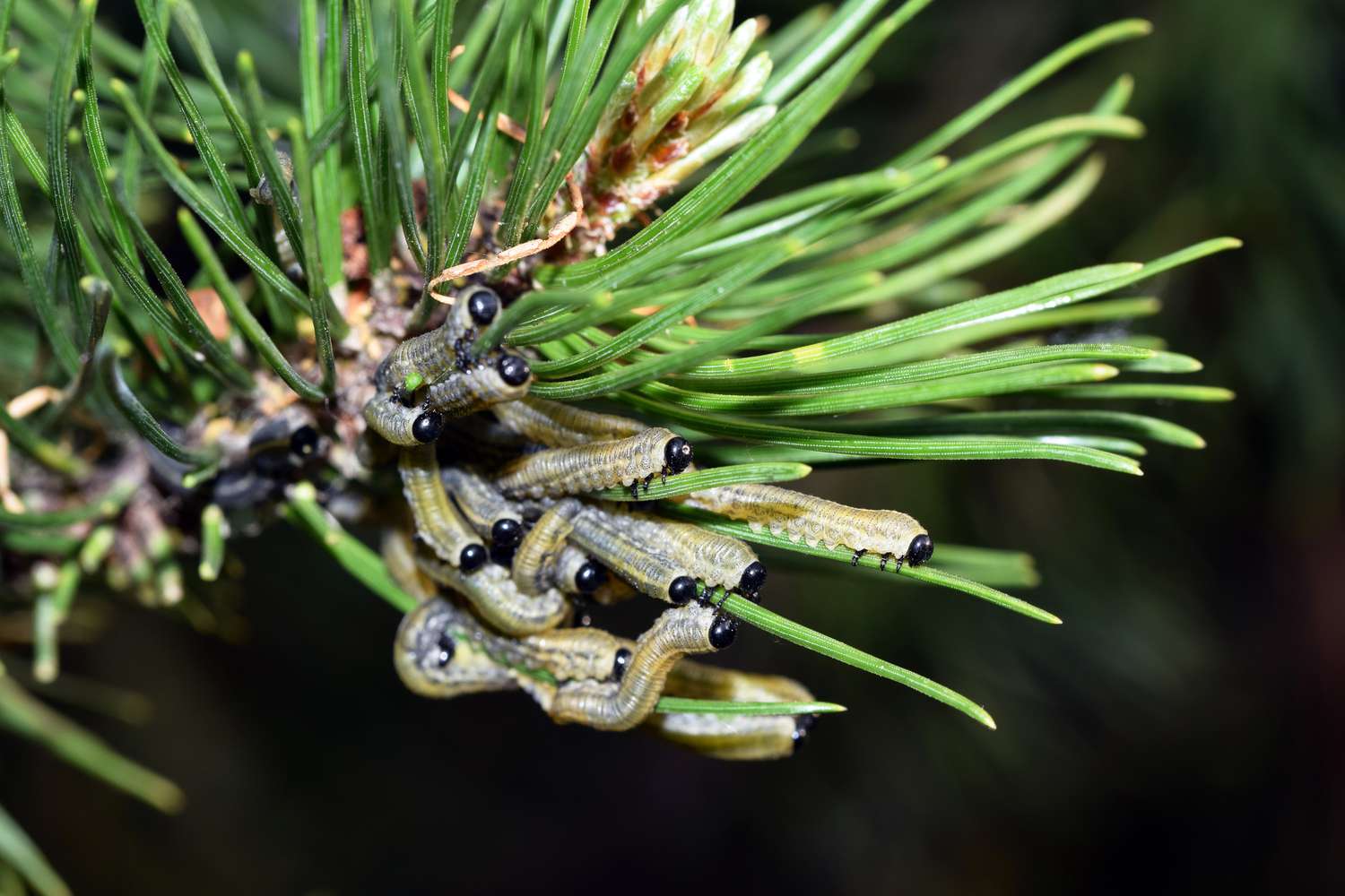 Larves de tenthrèdes du pin européen mangeant des aiguilles de pin