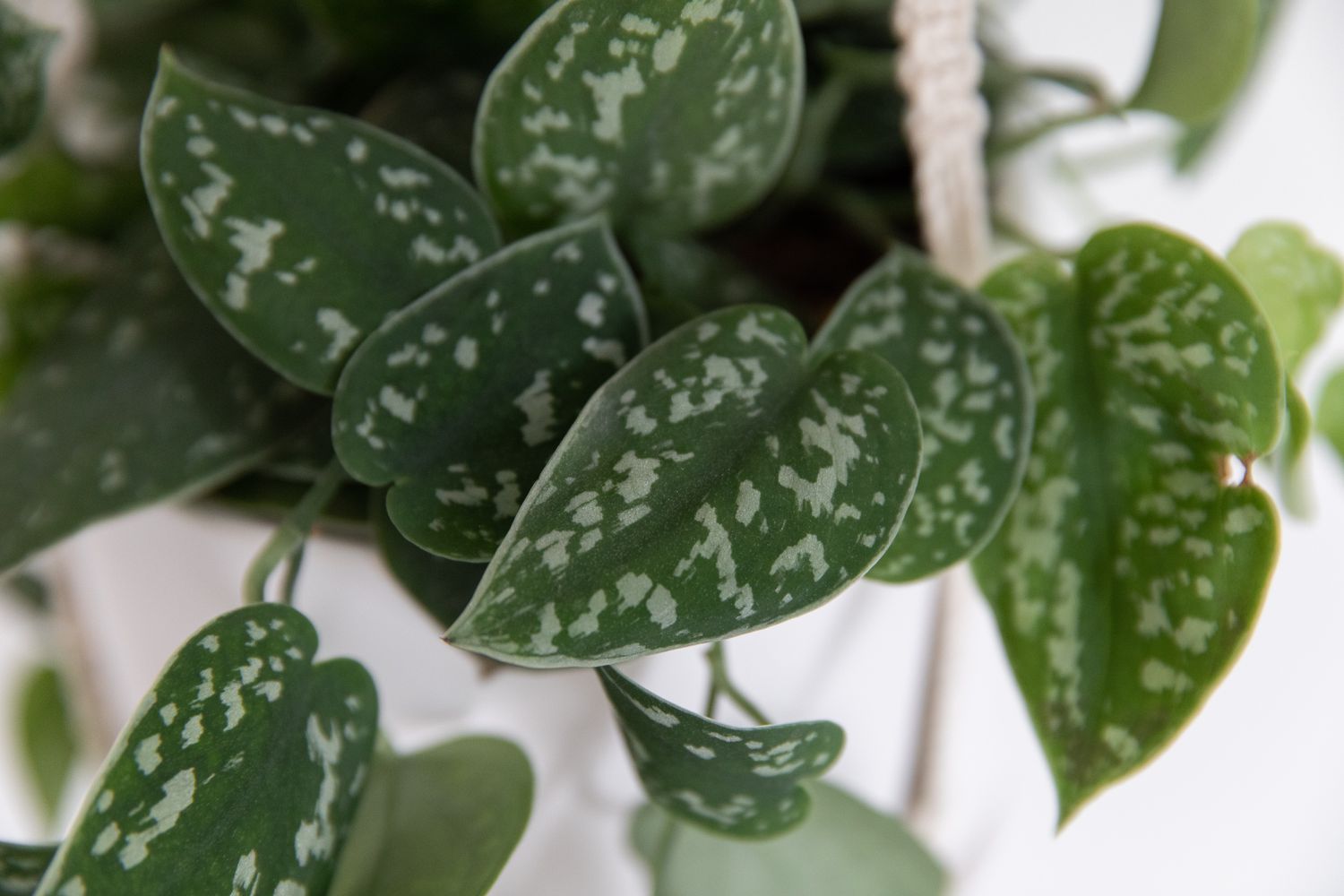 Satin pothos with spotted leaves closeup