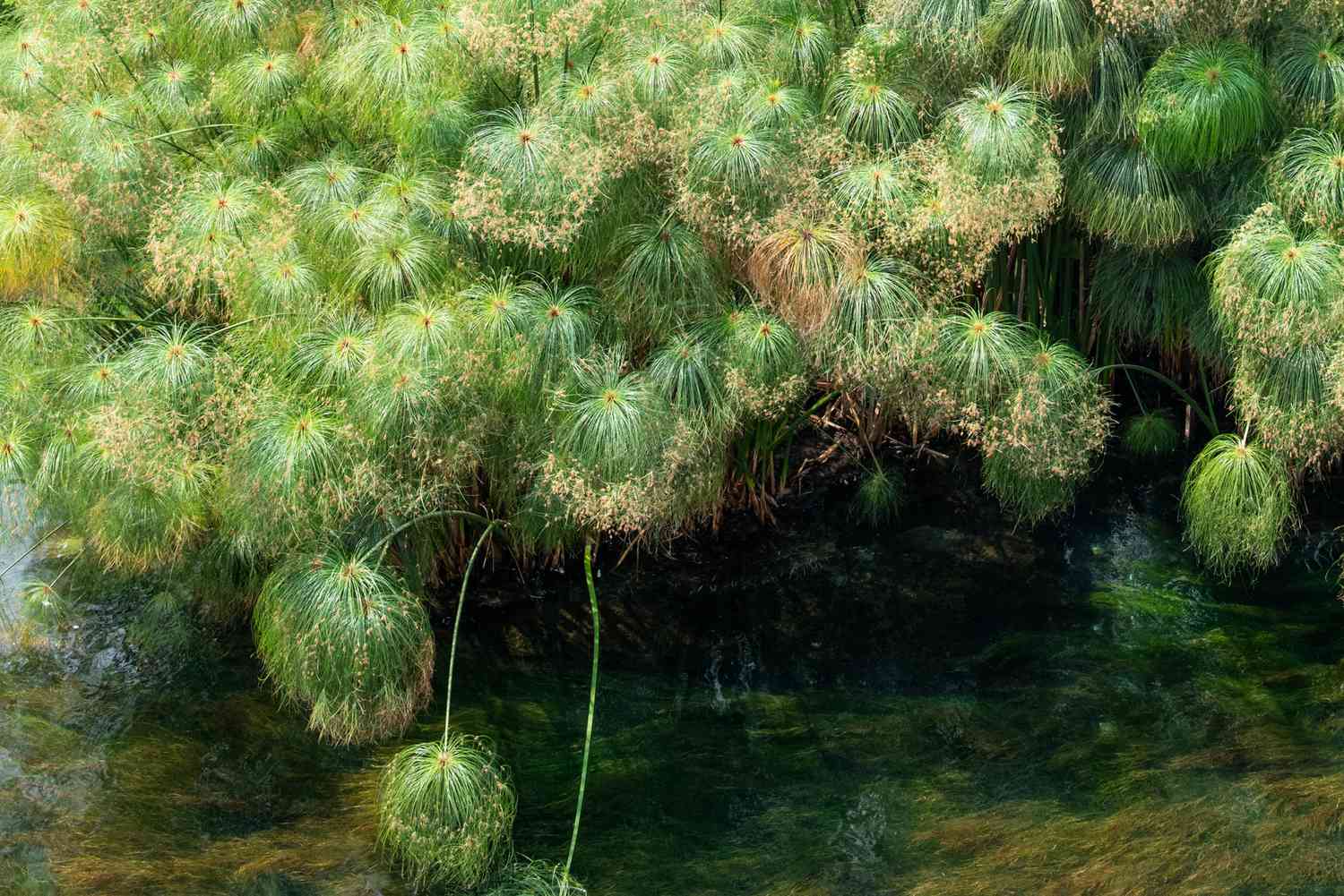 Papyrus-Pflanzen mit Büscheln schirmartiger grasartiger Strahlen, die über Wasser hängen