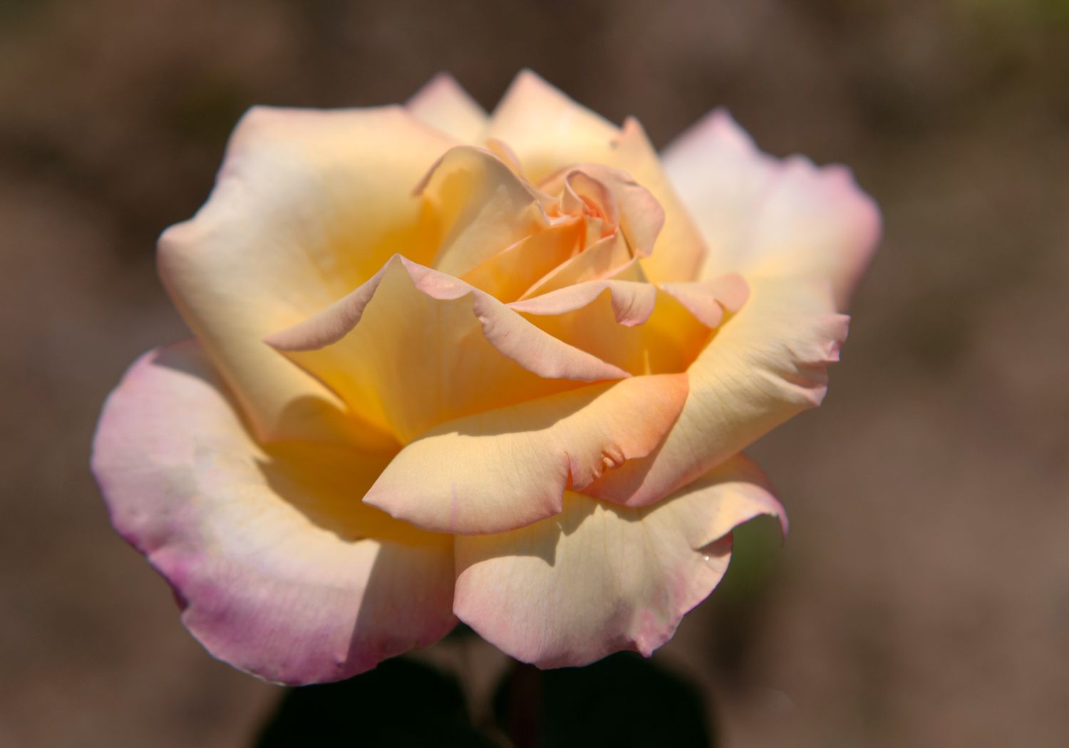 Multicolore 'peace hybrid tea rose with yellow, white and light pink layered petals closeup