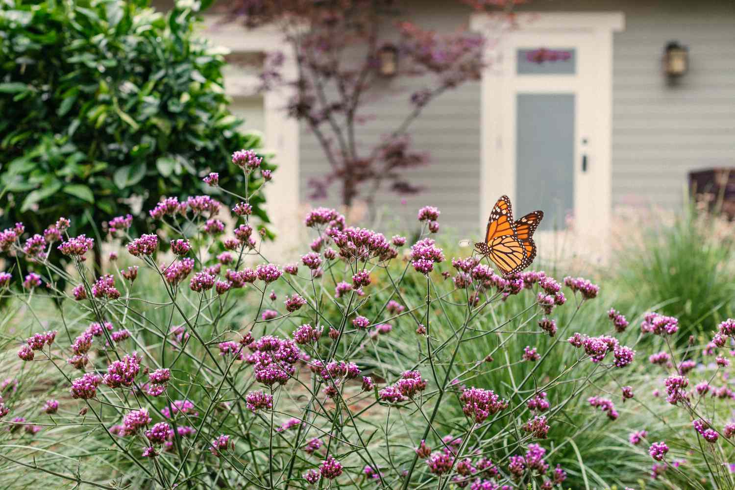 Monarchfalter auf rosa Blüten vor dem Haus
