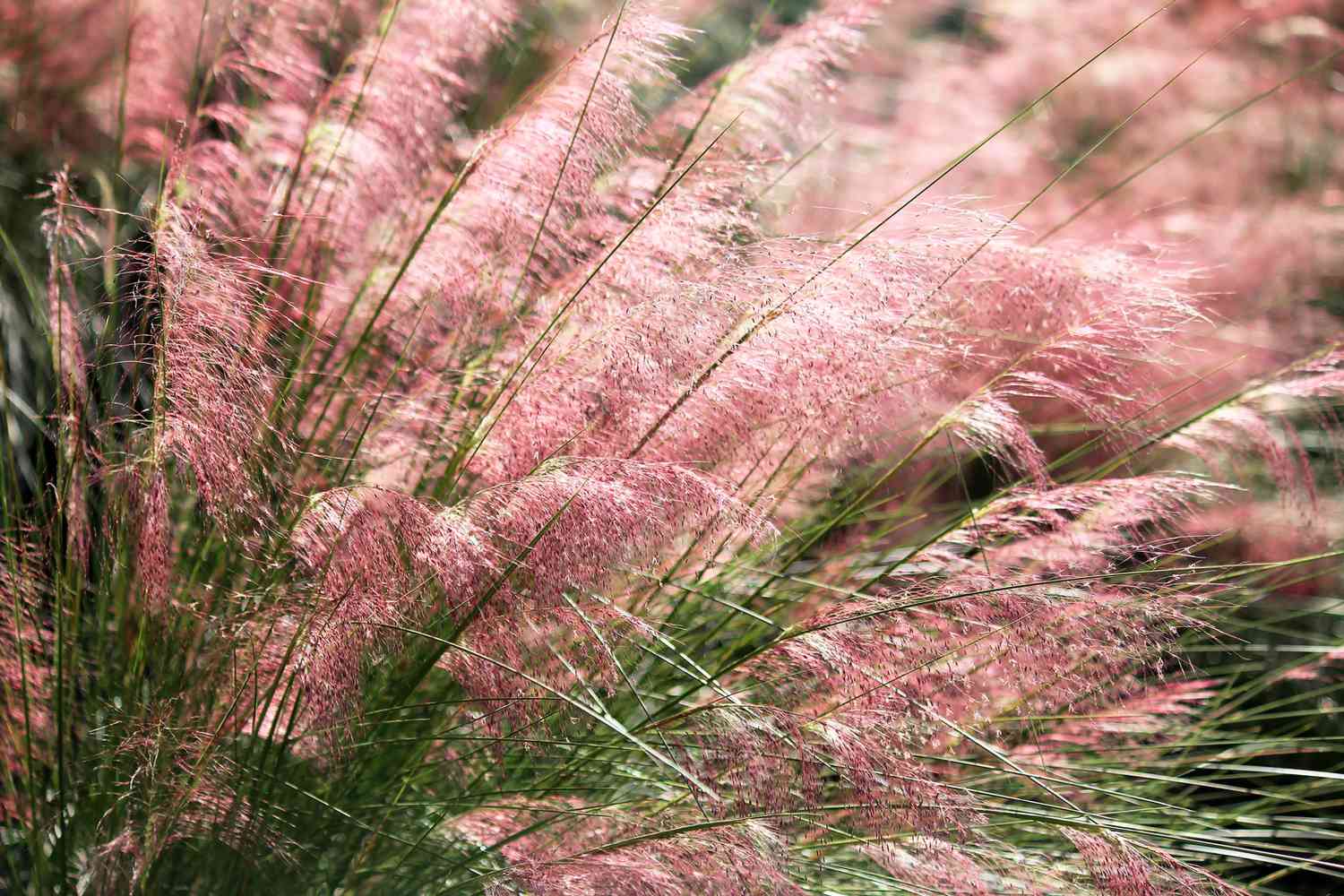 Rosa Muhlygras (Muhlenbergia capillaris)