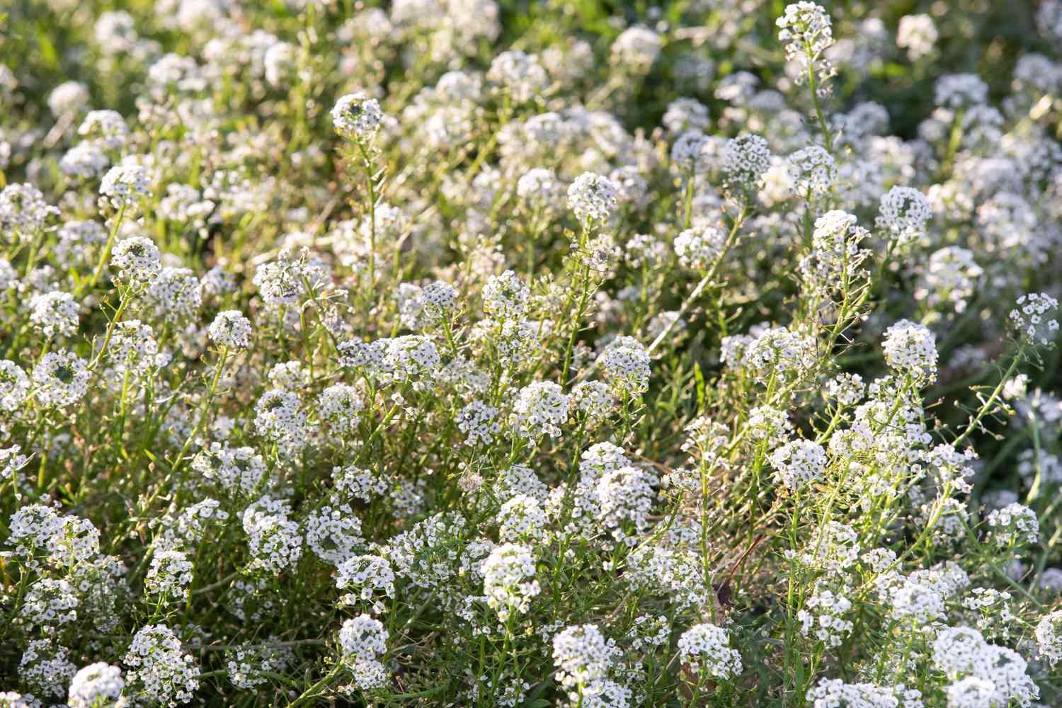 Süßer Alessum mit weißen Blüten im Garten 